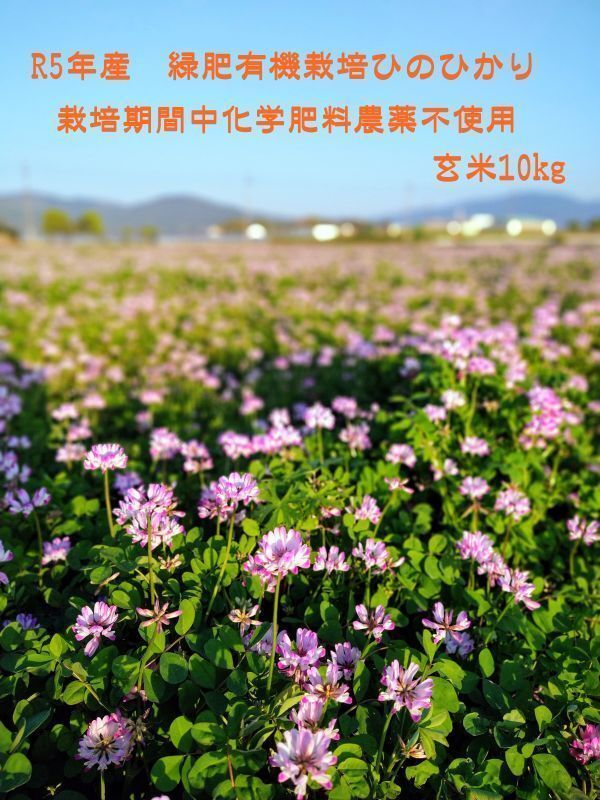 【化学肥料及び農薬不使用（無農薬）】令和5年10月収穫　こだわり緑肥有機栽培　奈良県産ヒノヒカリ玄米10kg 農家直送 　無料精米可_画像1