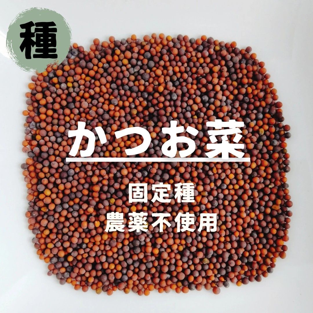 【種】かつお菜　カツオナ　無農薬　300粒