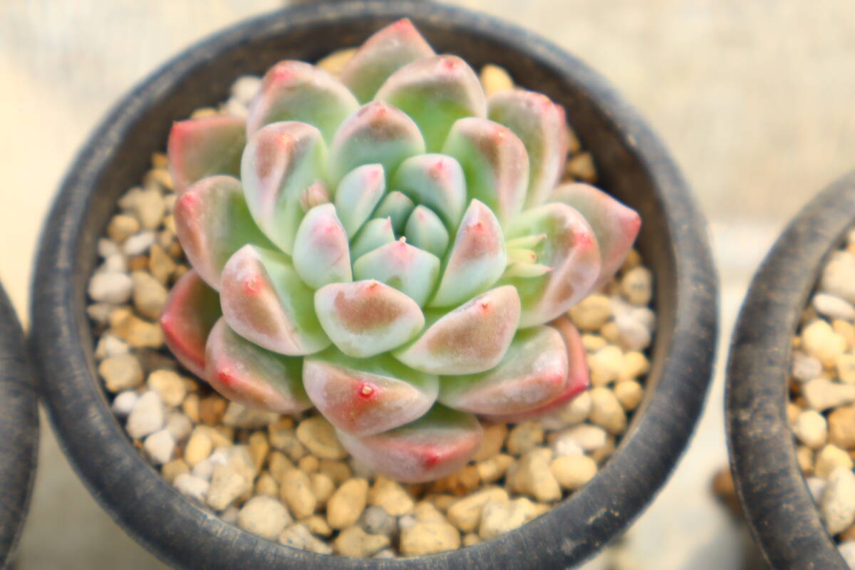 多肉植物　エケベリア・氷山_画像1