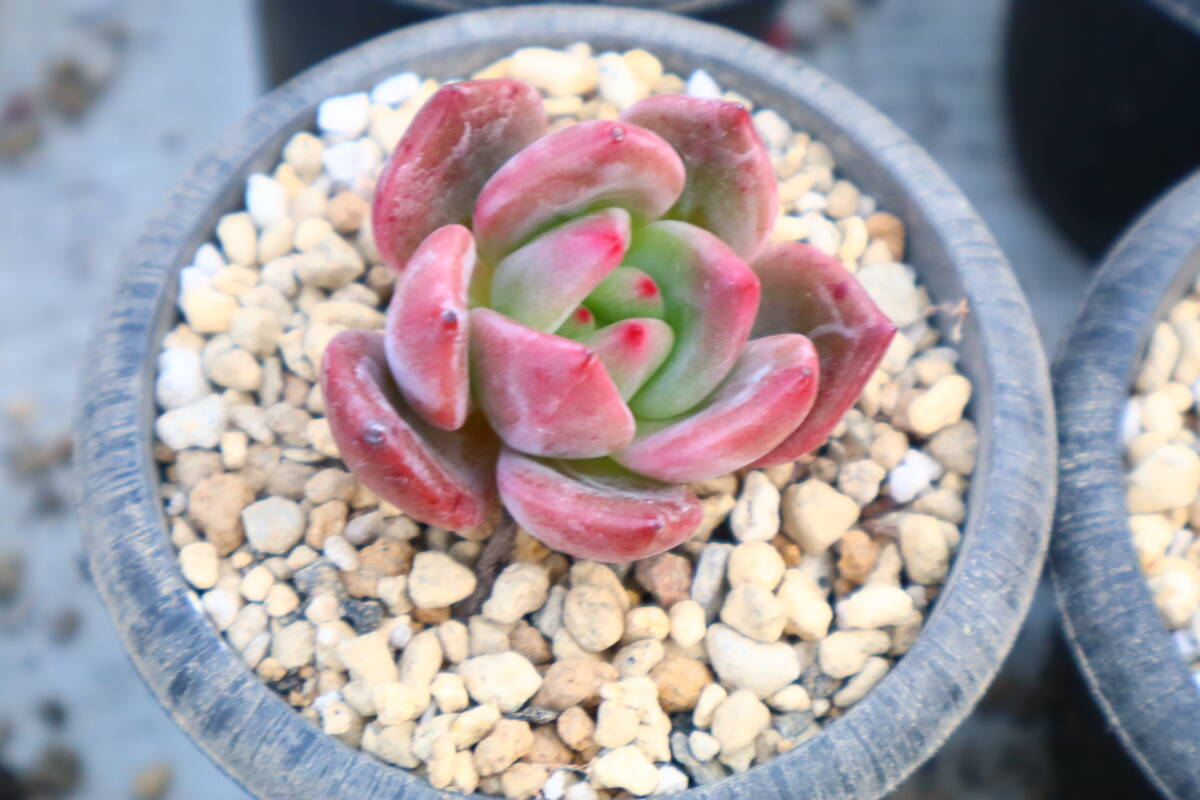 多肉植物　エケベリア・パープルシャンパン_画像2