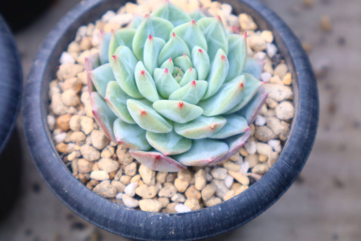 多肉植物　エケベリア・パーティー_画像1