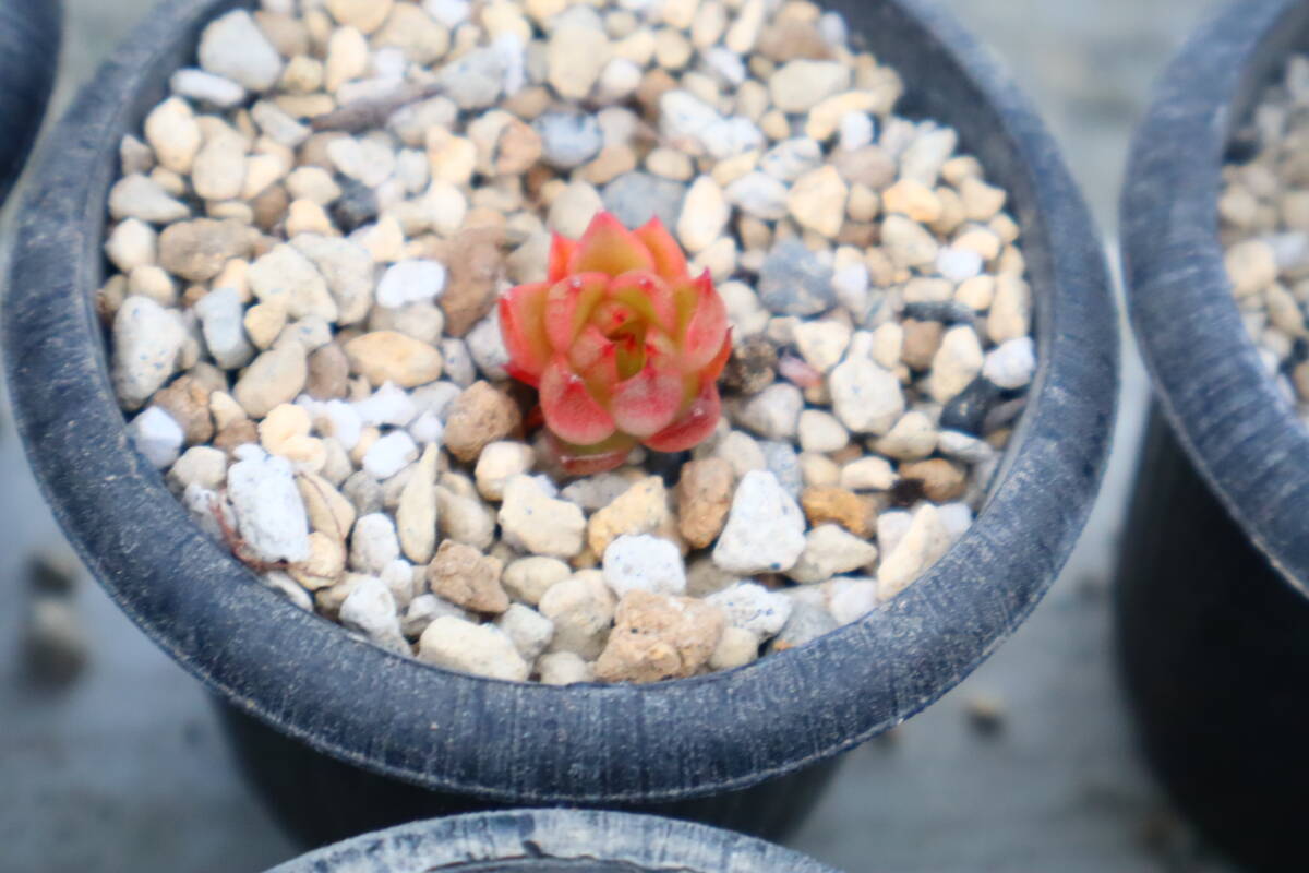 多肉植物 エケベリア・ワインピーチの画像1