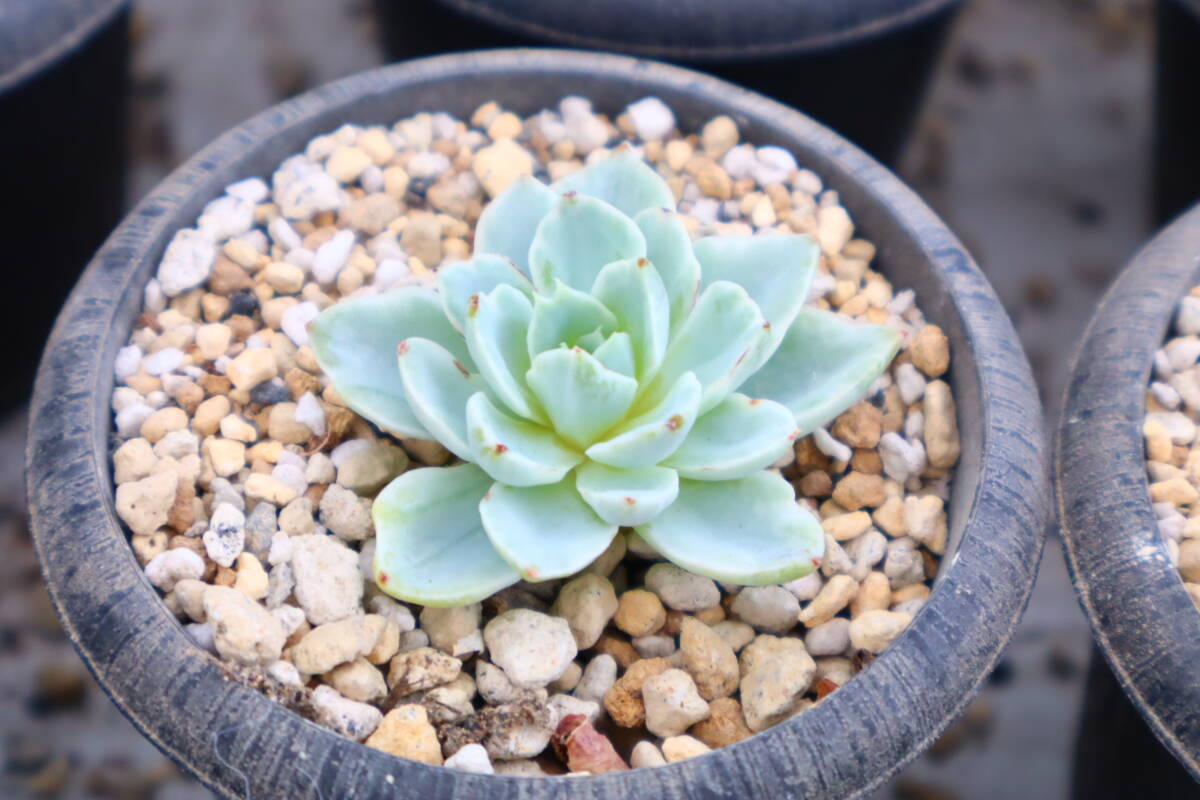 多肉植物 エケベリア・パンジー斑入りの画像2