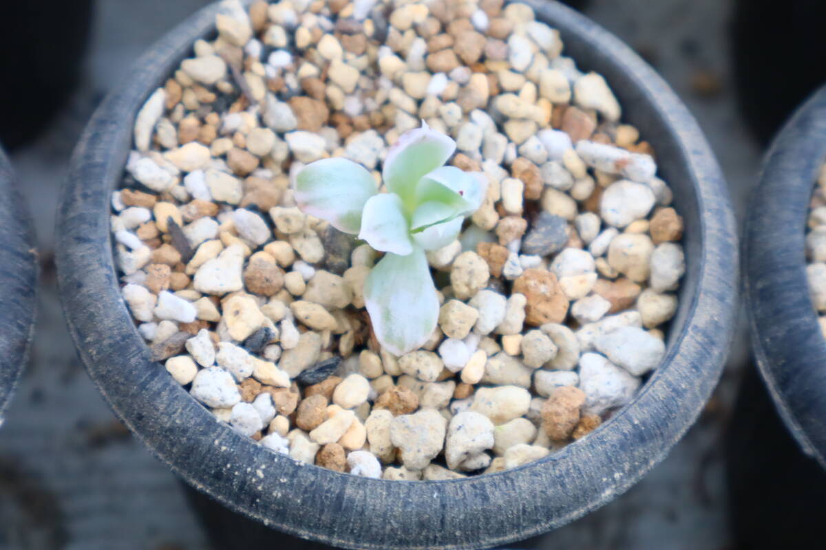 多肉植物 エケベリア・レモンローズ斑入りの画像2