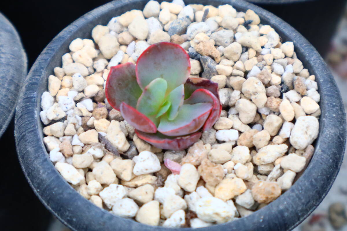 多肉植物 エケベリア・Suyonの画像1