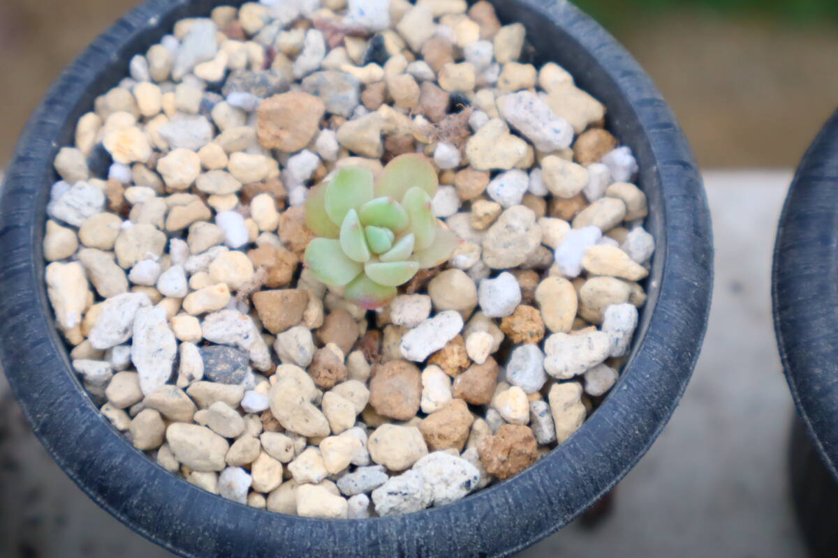 多肉植物 エケベリア・ドライアイスの画像2