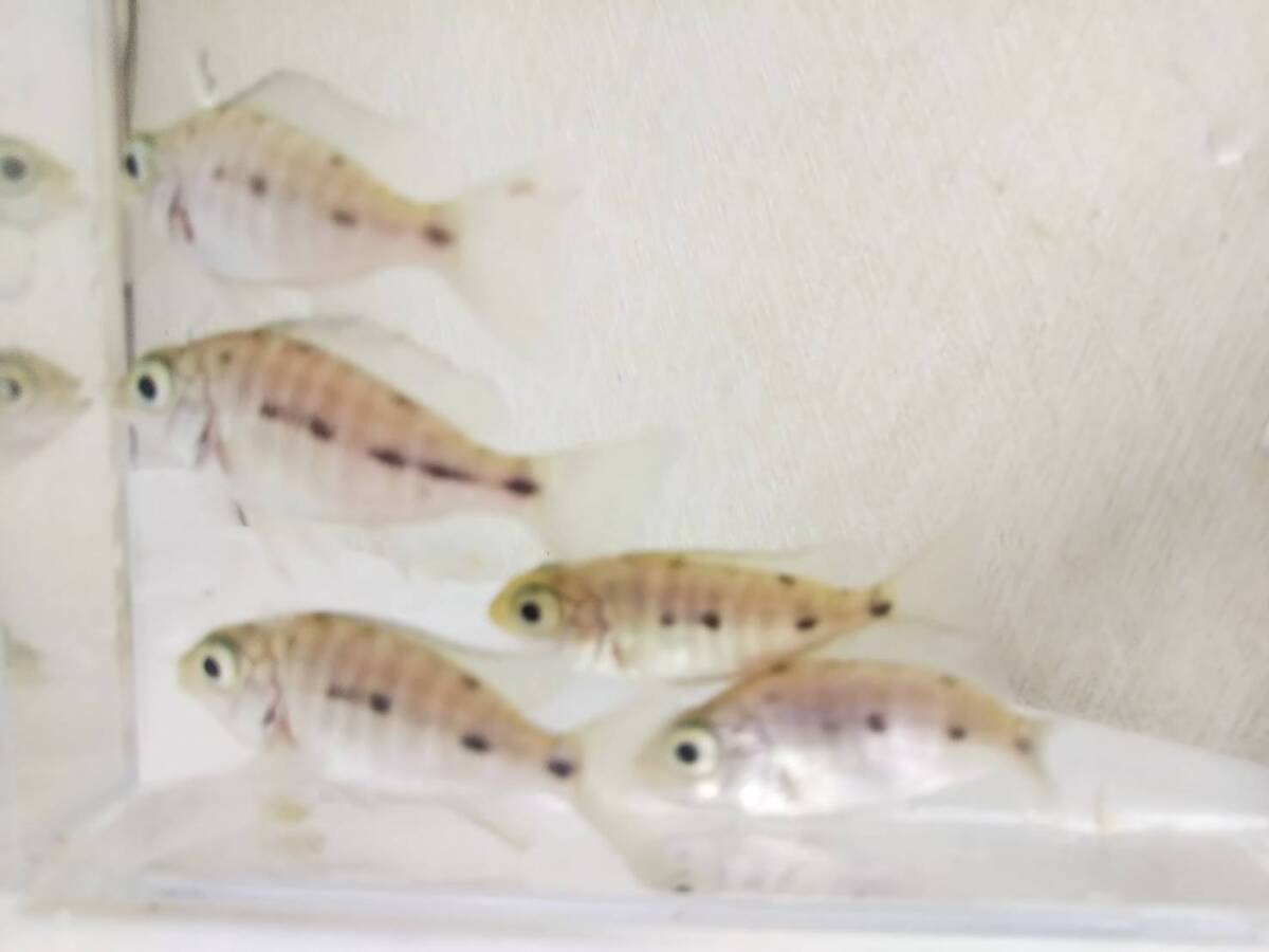 送料無料！！ アフリカンシクリッド プロトメラス スピロノータス タンザニア 幼魚 ５匹セット　３ｃｍ　ドイツブリードＦ２_画像2