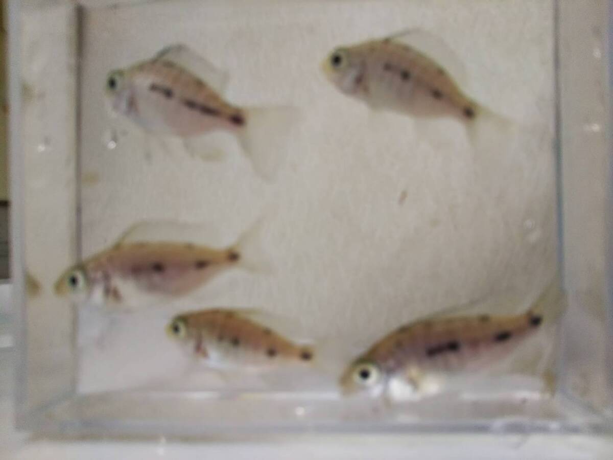 送料無料！！ アフリカンシクリッド プロトメラス スピロノータス タンザニア 幼魚 ５匹セット　３ｃｍ　ドイツブリードＦ２_画像3