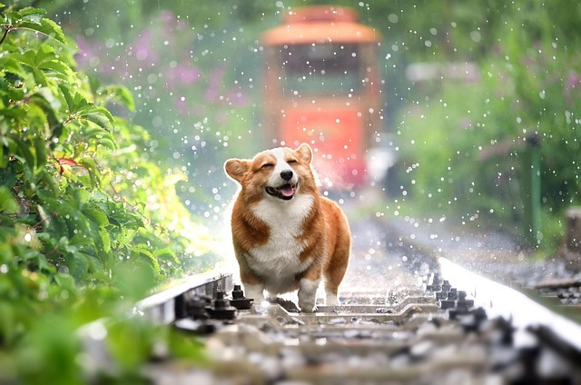 1円画像 送料無料 フリー素材 雨 犬 線路 1の画像1