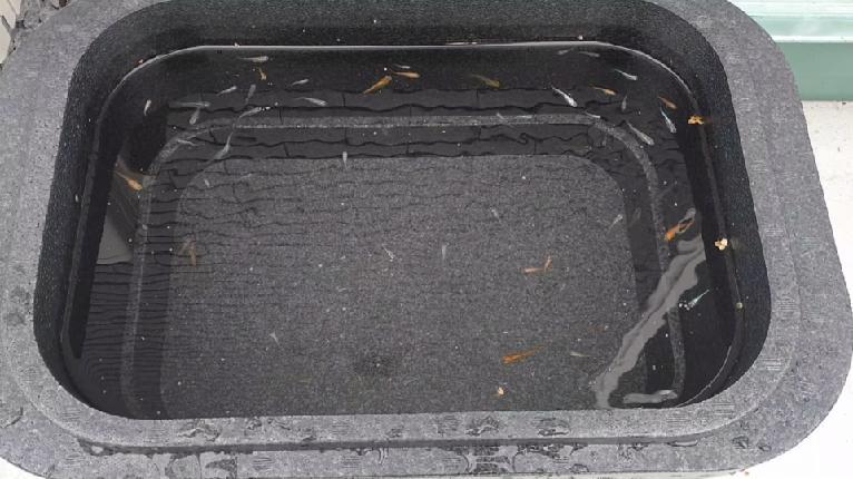 メダカの発泡スチロール水槽鉢・黒・24L大容量 めだか飼育に最適の画像8
