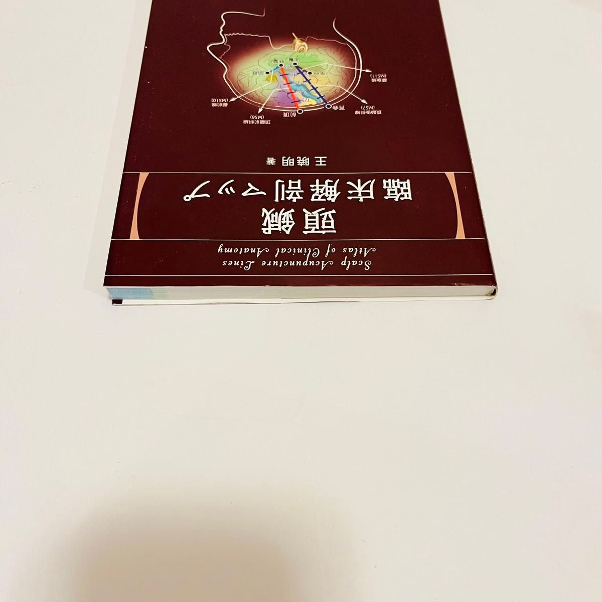 頭鍼　頭針　臨床解剖マップ　東洋医学　