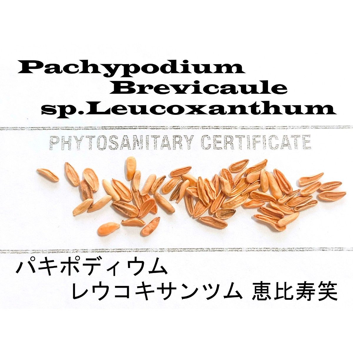 4月入荷 10粒+ パキポディウム ブレビカウレ 恵比寿笑 種子 種 証明書