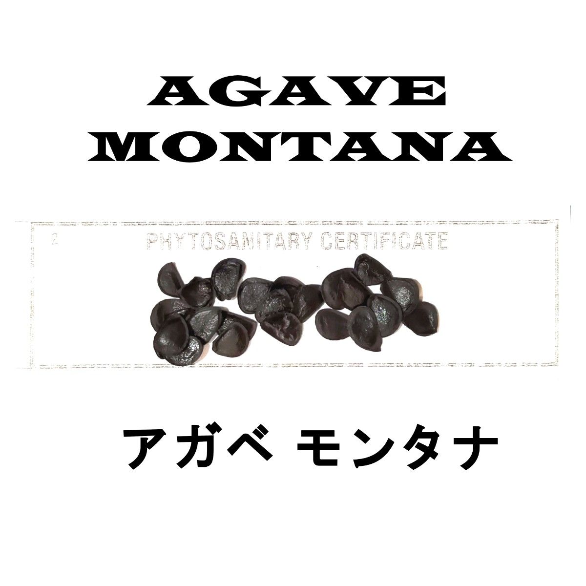 1月入荷 10粒+ アガベ モンタナ 種子 種子 Agave montana