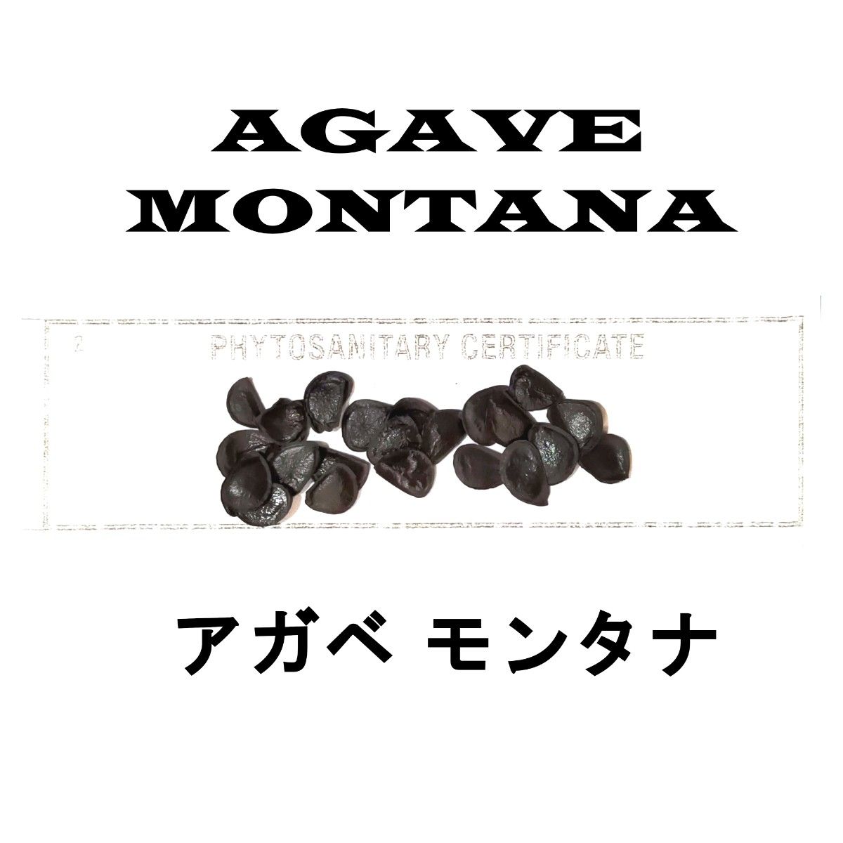 1月入荷 20粒+ アガベ モンタナ 種子 種子 Agave montana