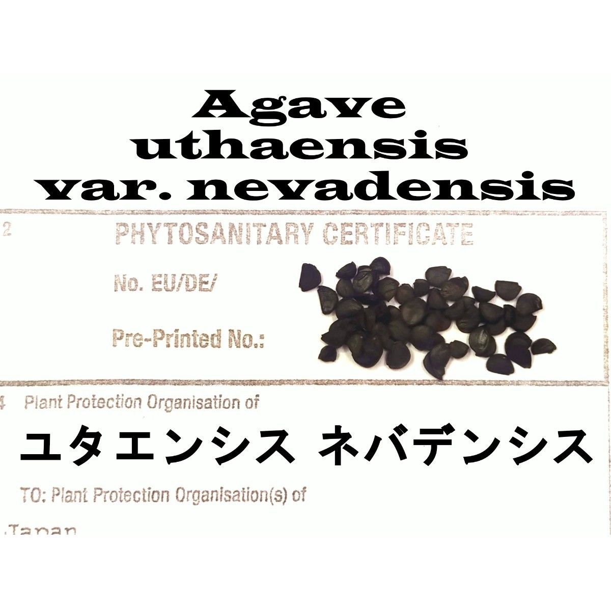 12月入荷 20粒+ アガベ ユタエンシス ネバデンシス 証明書あり 種 種子