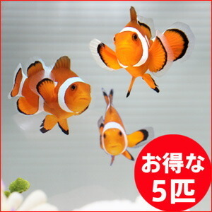 カクレクマノミ Sサイズ ５匹セット(A-0244) 海水魚 サンゴ 生体_画像1