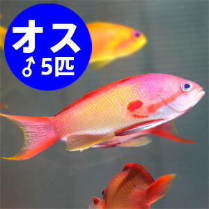 インドキンギョハナダイ オス 5匹セット 6-8cm± (A-0334) 海水魚 サンゴ 生体_画像1