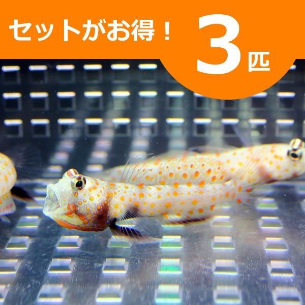 ヤマブキハゼ 4-6cm± ３匹セット 海水魚 ハゼ(A-0016) 海水魚 サンゴ 生体_画像1