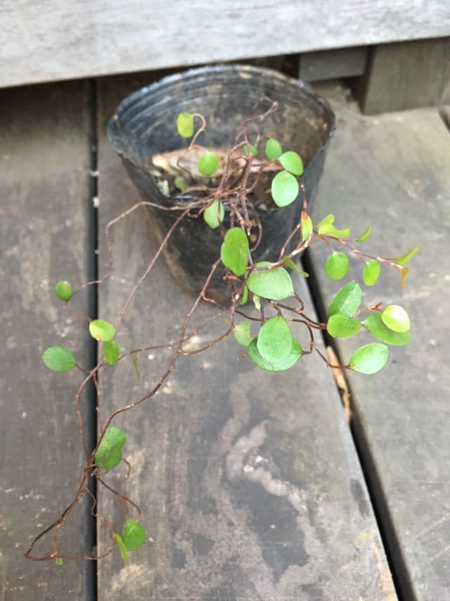 ヤフオク ワイヤープランツ どんどん増える寄せ植えに 丸 ヤフオク ワイヤープランツ どんどん増える寄せ植えに 丸
