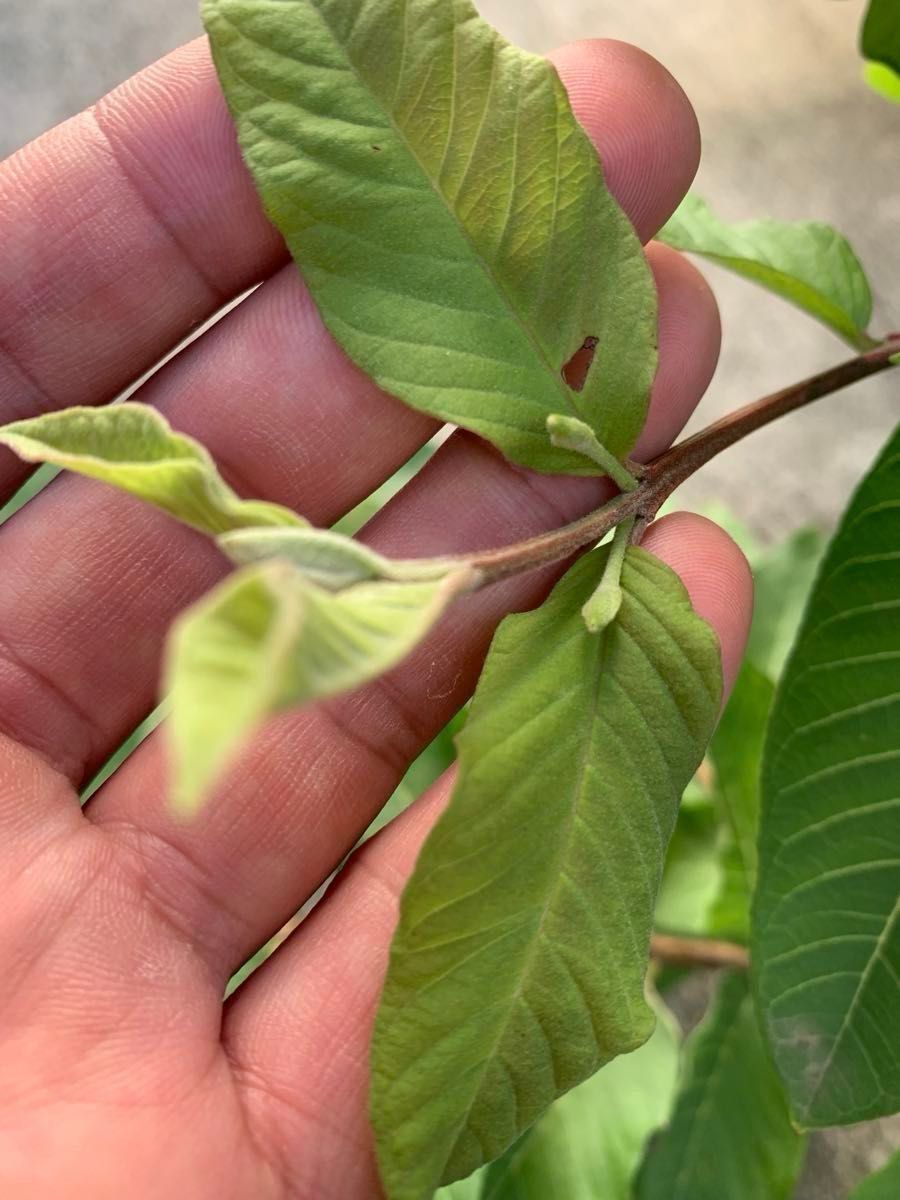 希少 台湾グアバ取木苗木(大) 番石榴 芭 バンシルー|Yahoo 希少 台湾グアバ取木苗木(大) 番石榴 芭 バンシルー|Yahoo