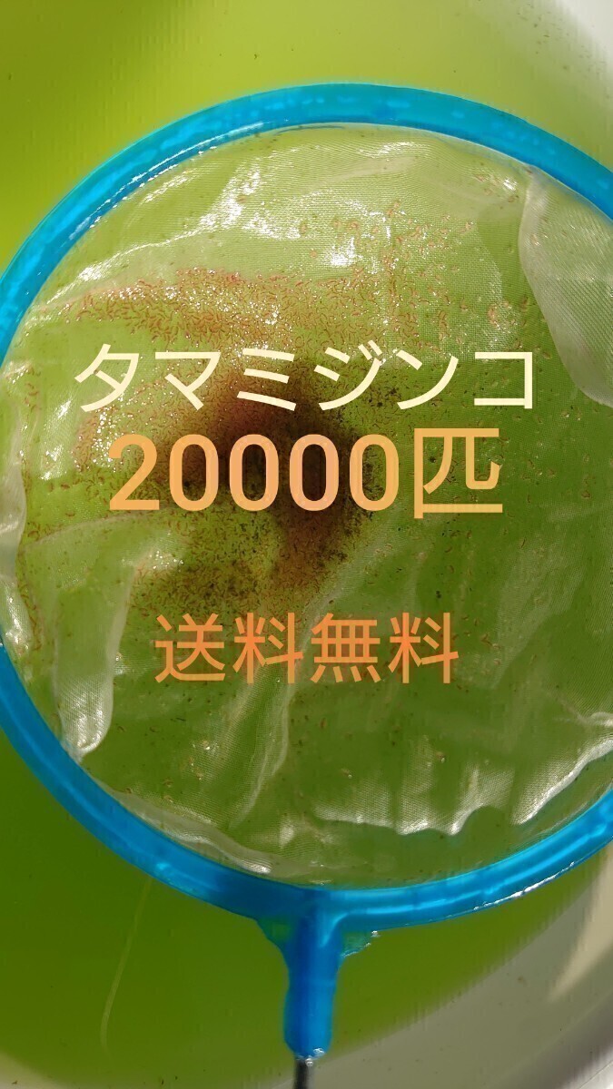 タマミジンコ　約20000匹　グリーンウォーター メダカの餌_画像1
