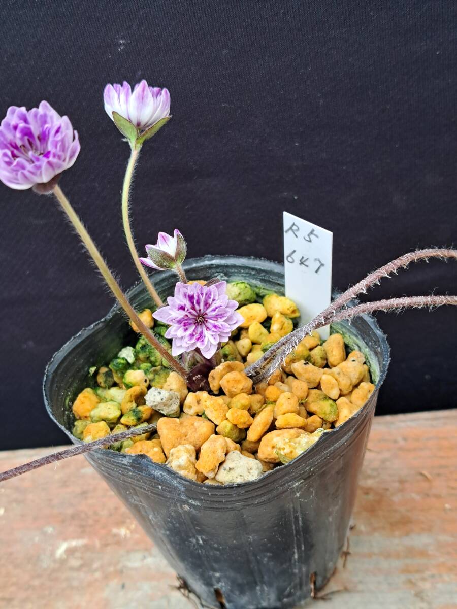 雪割草　開花中　紫すだれ系二段唐子咲　■Ｒ５　６４７■_出品の品物です