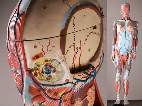 [.] human body model muscle anatomy model woman extra-large scale rare goods height 160cm TR710*