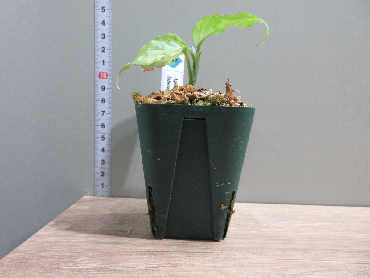 【渋美】アグラオネマ Aglaonema pictum tricolor Siberut 2nd 【LA2014-03】_出品株です