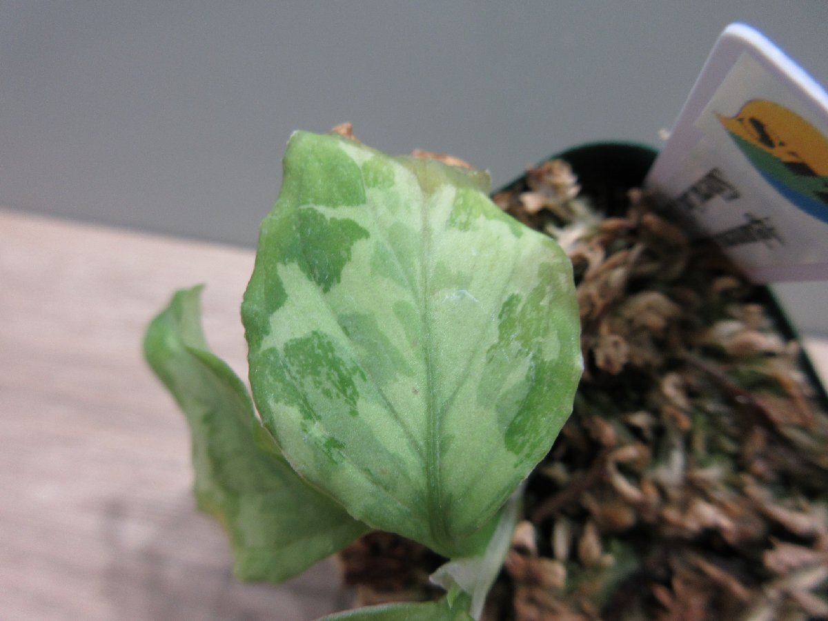 【渋美】アグラオネマ Aglaonema pictum tricolor Siberut 2nd 【LA2014-03】_出品株です