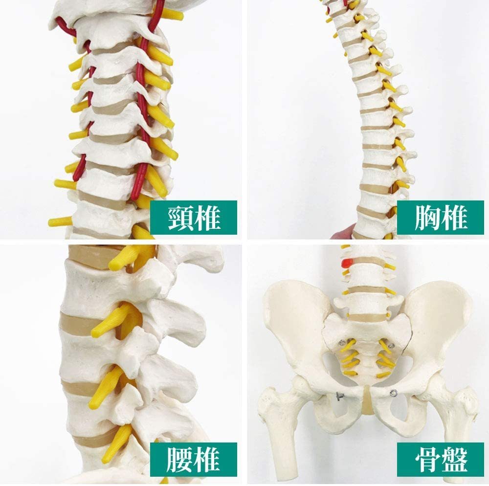 人体模型 骨 等身大 脊椎 模型 実物大 90センチ 脊髄骨盤模型 股関節 脊柱可動 ヘルニア病部 脊髄神経根 椎骨動脈 椎間板 LB-228 区分100S_画像3