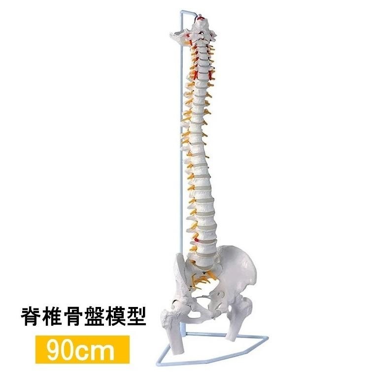 人体模型 骨 等身大 脊椎 模型 実物大 90センチ 脊髄骨盤模型 股関節 脊柱可動 ヘルニア病部 脊髄神経根 椎骨動脈 椎間板 LB-228 区分100S_画像1