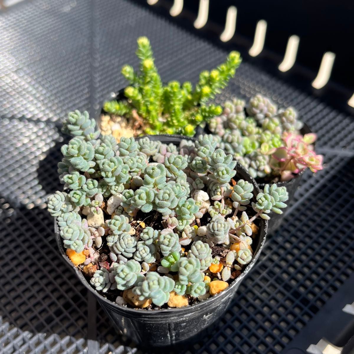 多肉植物 セダム パープルヘイズ ダシフィルム アクレエレガンス 多肉植物 セダム パープルヘイズ ダシフィルム アクレエレガンス
