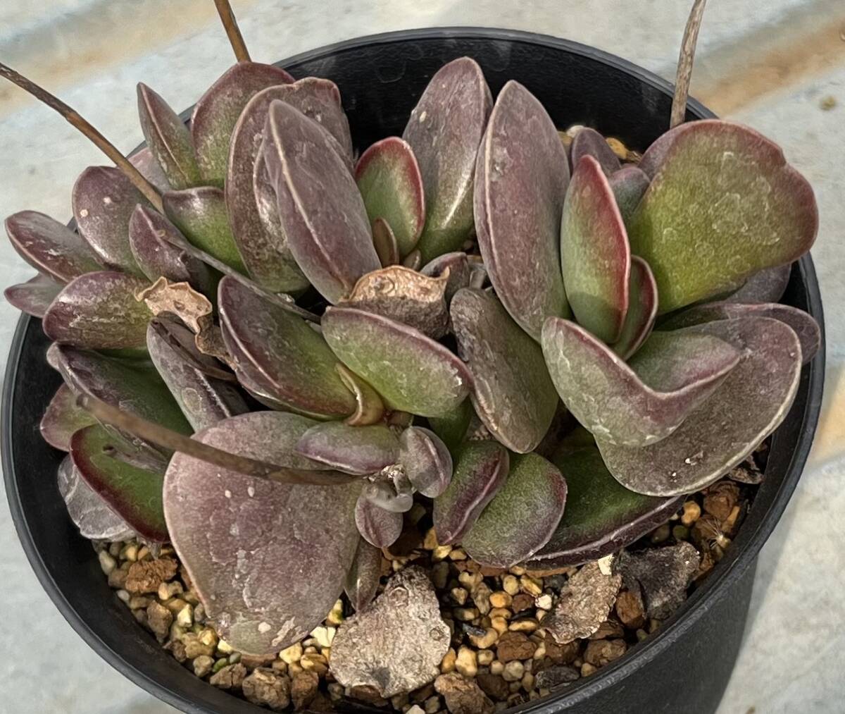 アドロミスクス　Adromischus trigynus ’Silver Surfer’ (発送の際、葉が取れやすいです。その点ご了承下さい)_画像1