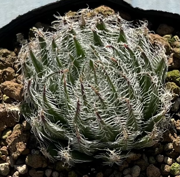 ハオルチア　Haworthia arachnoidea var.setata Trichogera_画像1