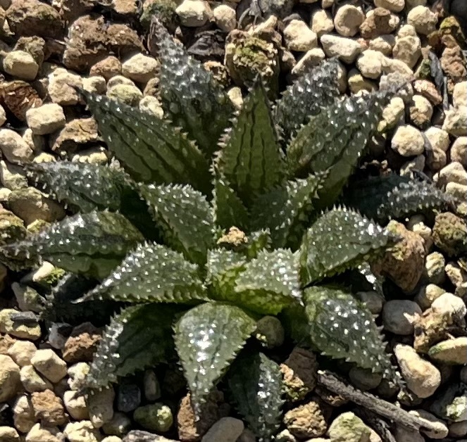 ハオルチア　Haworthia mirabilis var.diversicolor MBB6585/1 Olifantsdoorn ①（5~6枚目親株見本）_画像1