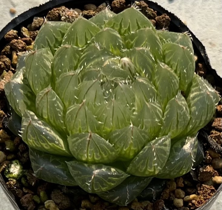 ハオルチア　Haworthia picturata N1選抜タイプ(5~6枚目参考画像)_画像1