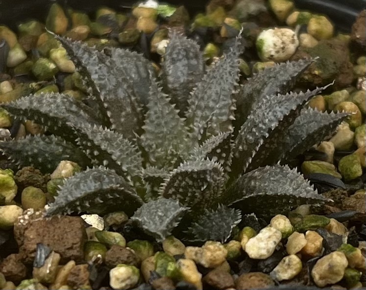 ハオルチア Haworthia mirabilis var.diversicolor MBB6585/1 Olifantsdoornの画像2