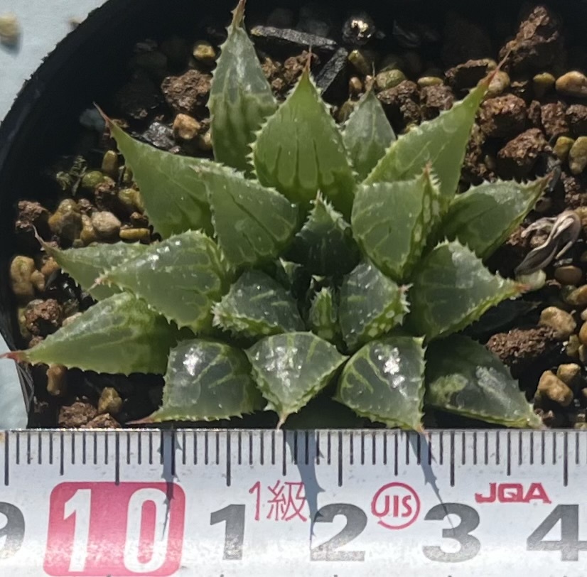 ハオルチア　Haworthia mirabilis var.multiforia_画像4