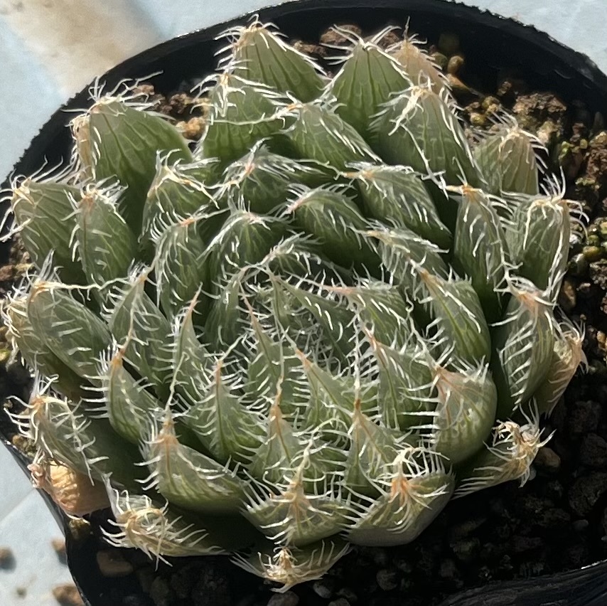 ハオルチア Haworthia bolusii var.blackbeardi JDV97/62 SE Aliwal Northの画像1