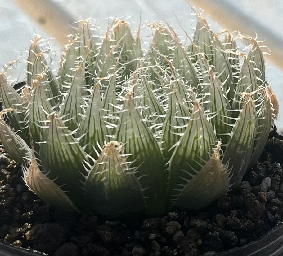 ハオルチア Haworthia bolusii var.blackbeardi JDV97/62 SE Aliwal Northの画像3