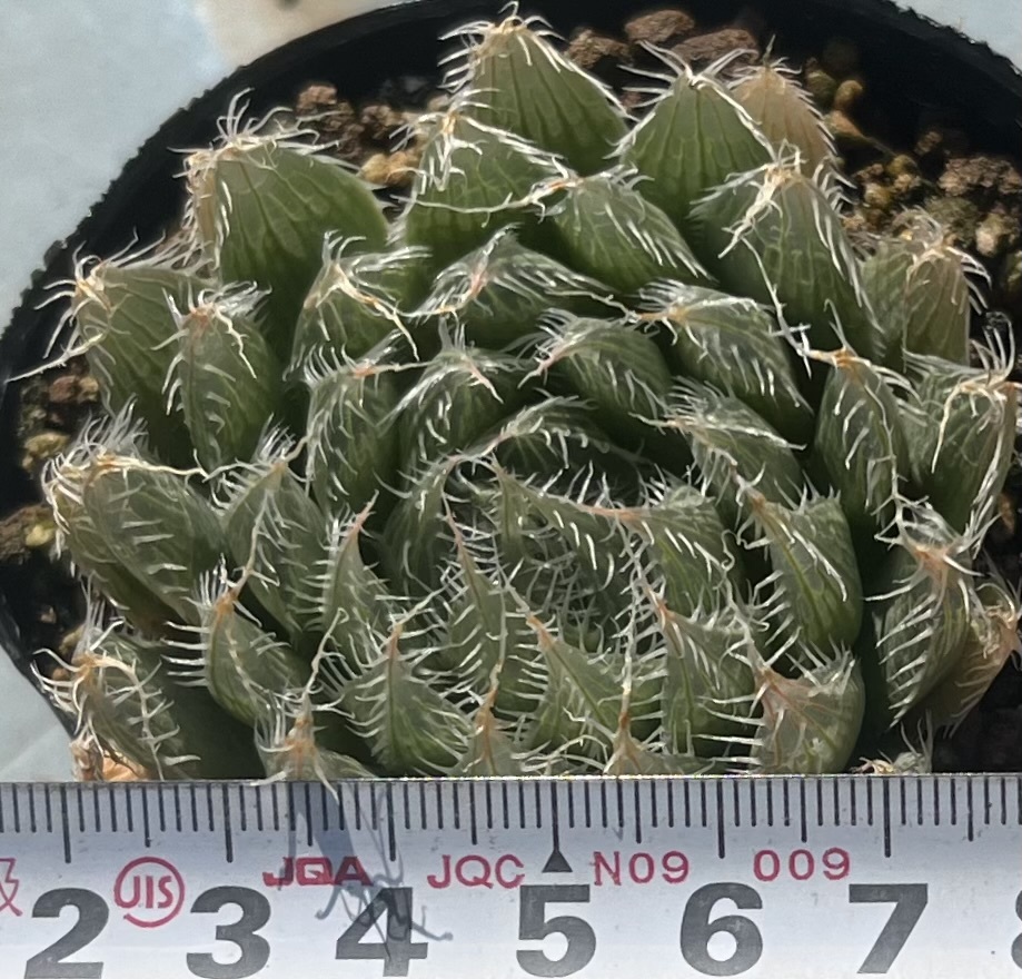 ハオルチア Haworthia bolusii var.blackbeardi JDV97/62 SE Aliwal Northの画像4