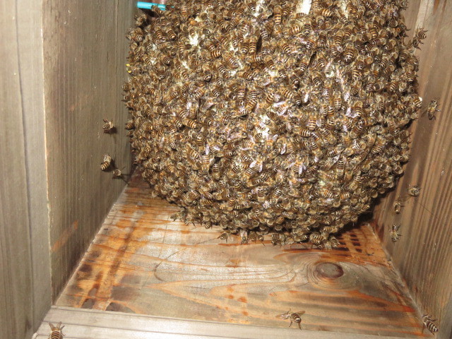 日本蜜蜂 日本みつばち ミツロウ 220ｇ  ③の画像4