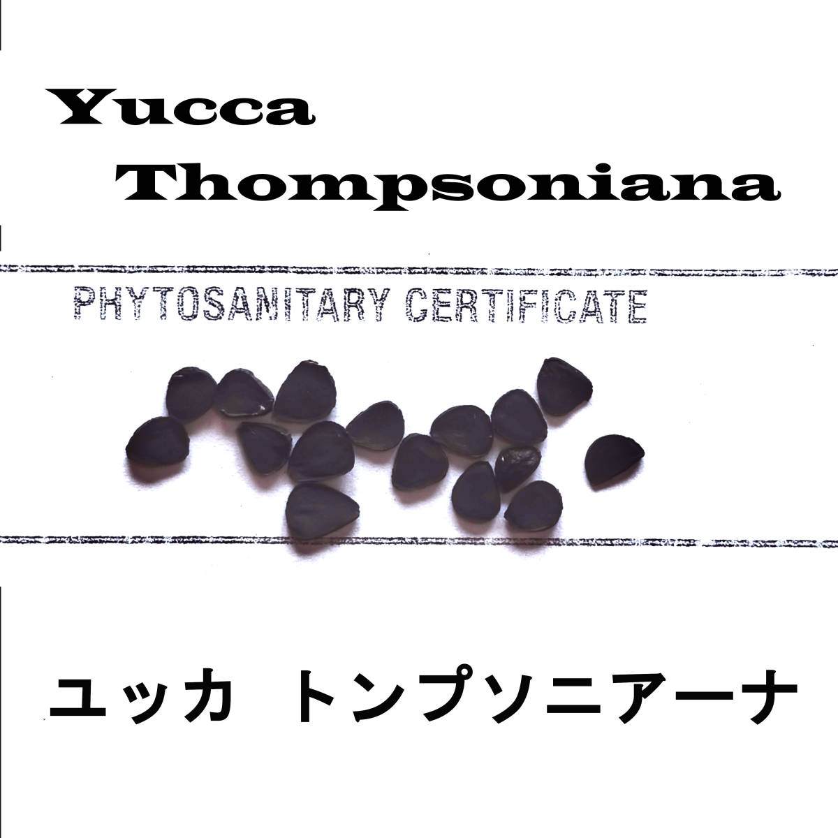 10 month arrival 10 bead + yucca ton p Sony a-na seeds kind certificate equipped 