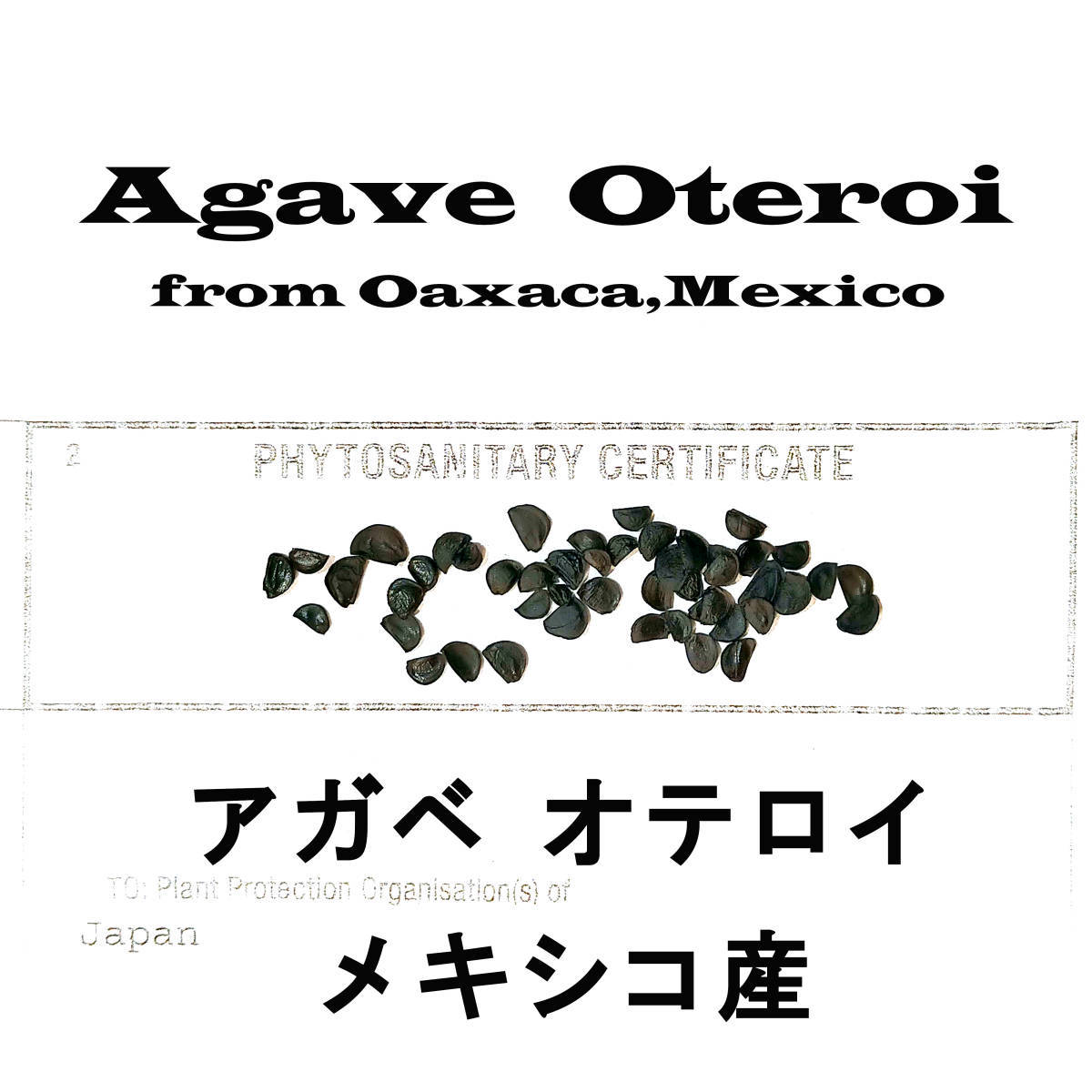 11月入荷 10粒+ メキシコ産 オテロイ 種子 種 証明書あり Agave oteroi チタノタ titanota FO-076 アガベの画像1