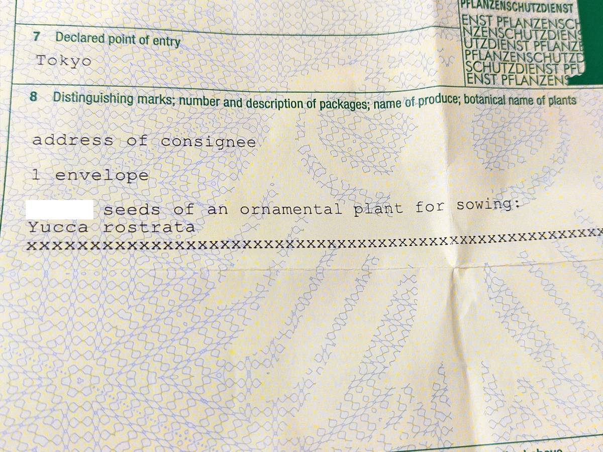 【鮮度抜群】3月入荷 50粒+ ユッカ ロストラータ 種 種子 植物検疫証明書ありの画像3