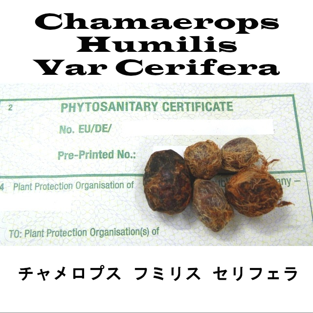 9月入荷 100粒+ セリフェラ チャメロップス フミリス 種子 種 チャメロプス_画像1
