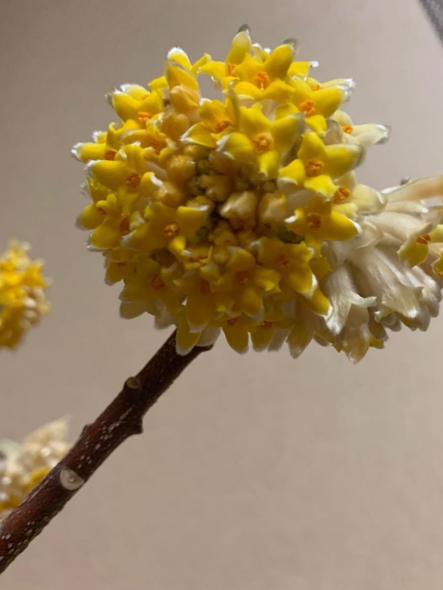 ミツマタ　鉢植え　庭木　苗　苗木　黄色可愛いお花　高さ73センチぐらい　良い香り