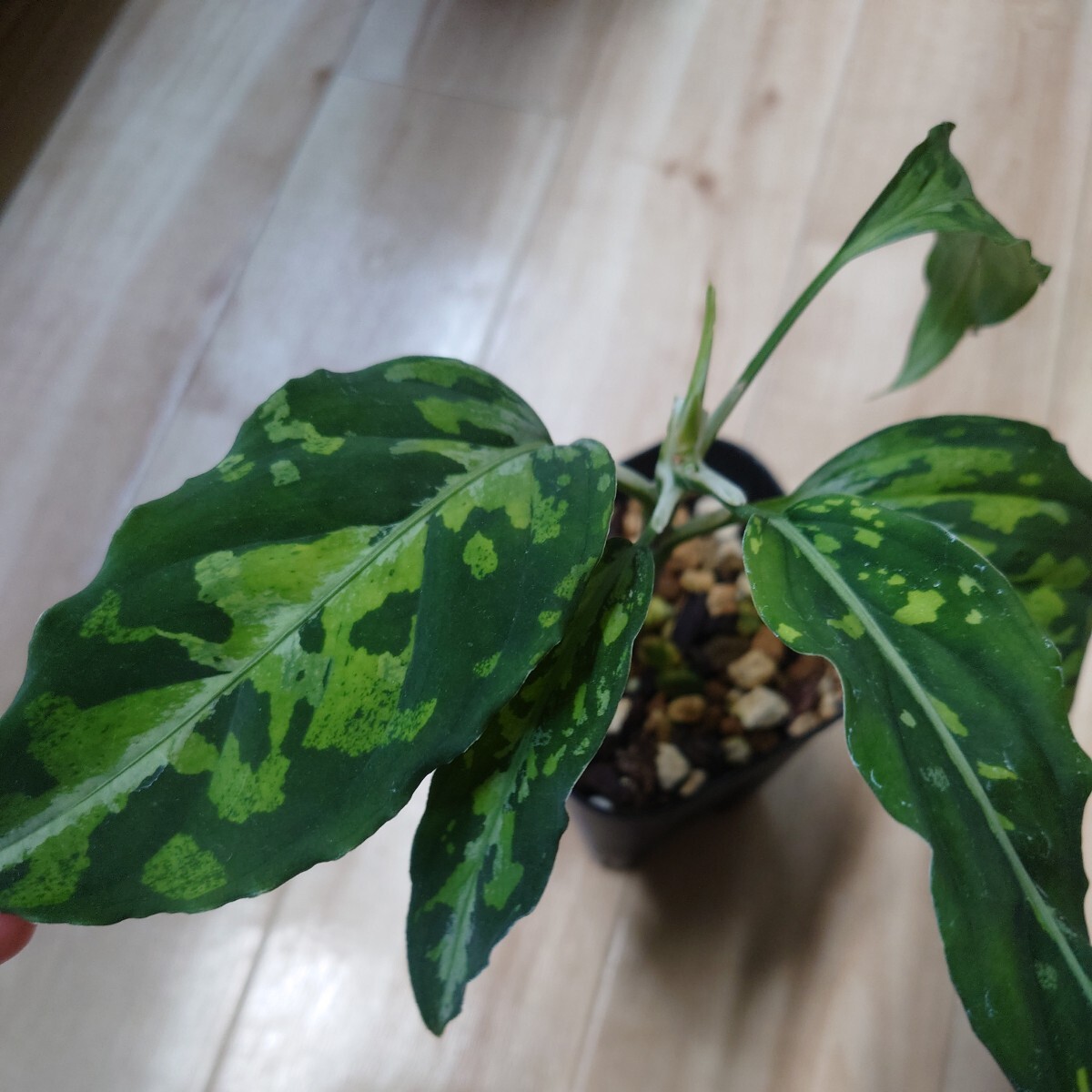 TB便 正規タグ付き Aglaonema pictum GW2001-6 padang sidempuan アグラオネマ ピクタムの画像3