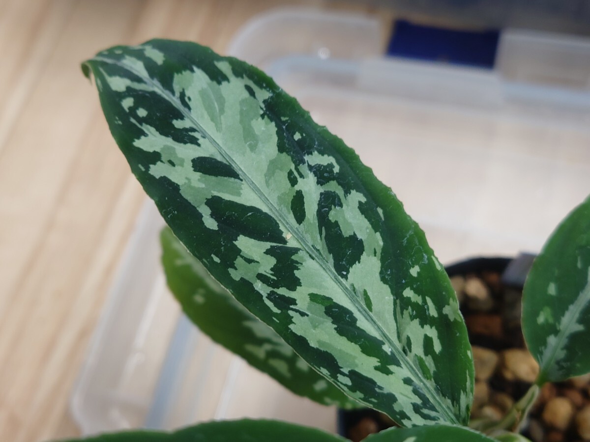 AZ便 正規タグ付き Aglaonema pictum ちゃんぷーる HD from Ache barat AZ0420-1a アグラオネマ ピクタムの画像5