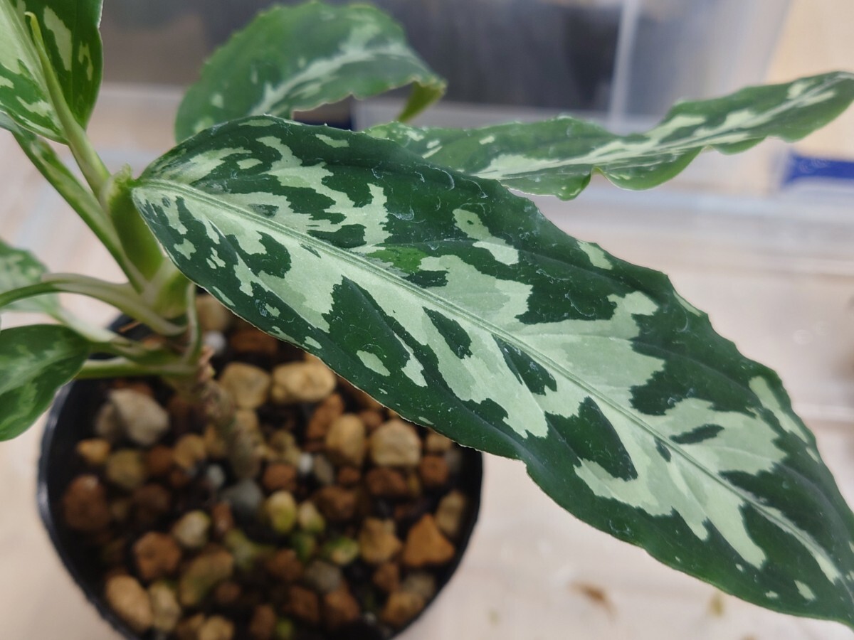 AZ便 正規タグ付き Aglaonema pictum ちゃんぷーる HD from Ache barat AZ0420-1a アグラオネマ ピクタムの画像3